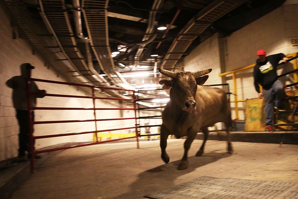 Bulls arrive at Madison Square Garden<br>